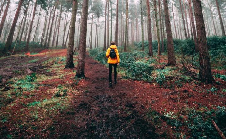 Walking into the forest of dependencies | Photo by Thom Holmes
 on Unsplash